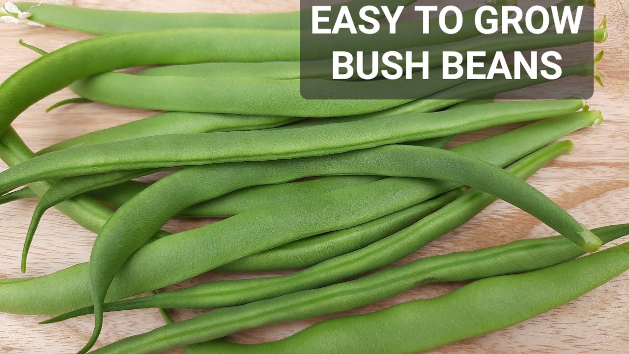GROWING DWARF BUSH BEANS IN MR STACKY CONTAINERS ON A SMALL PATIO