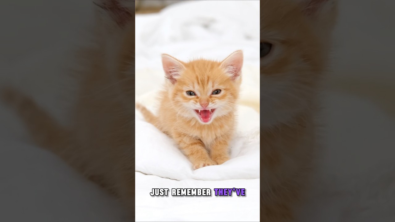 What Do Cat Meows Really Mean?