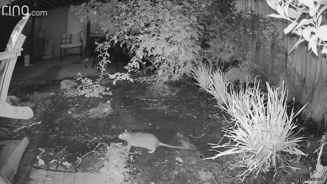 Chicago’s 'Rat' Rage Grows