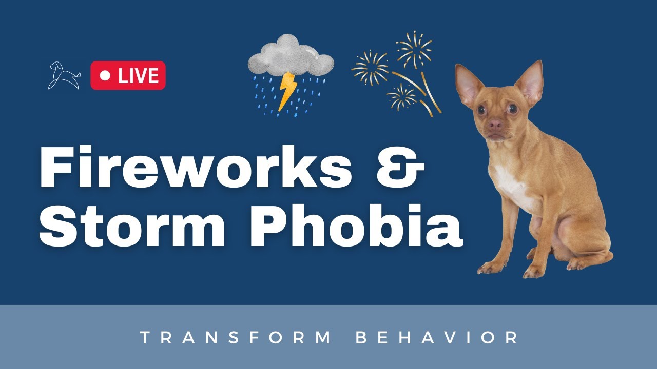 Dog Training: Fireworks & Storm Phobia