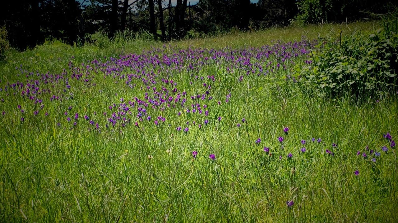 How to Control Horehound & Paterson's Curse
