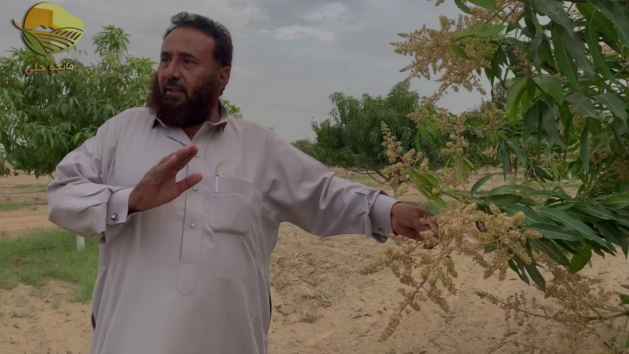 اهم اصناف المانجو بوادي حلي🥭