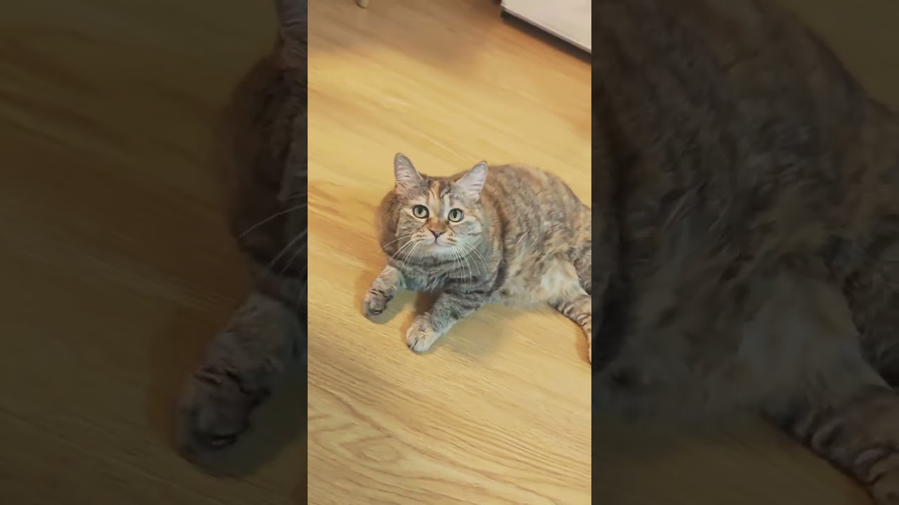 Why does this kitty look so much like bread? #meow #ねこ #고양이 #貓 #miau #katze #gato #Кошка #Kedi