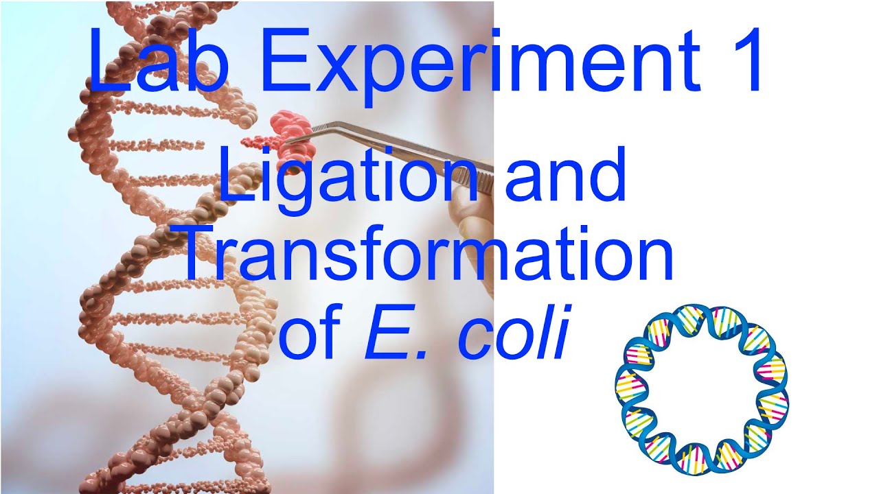 Ligation and Transformation