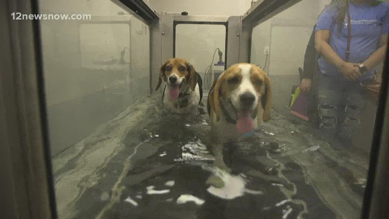 'Accessible and affordable'| New veterinarian clinic opened in Nederland on Sunday