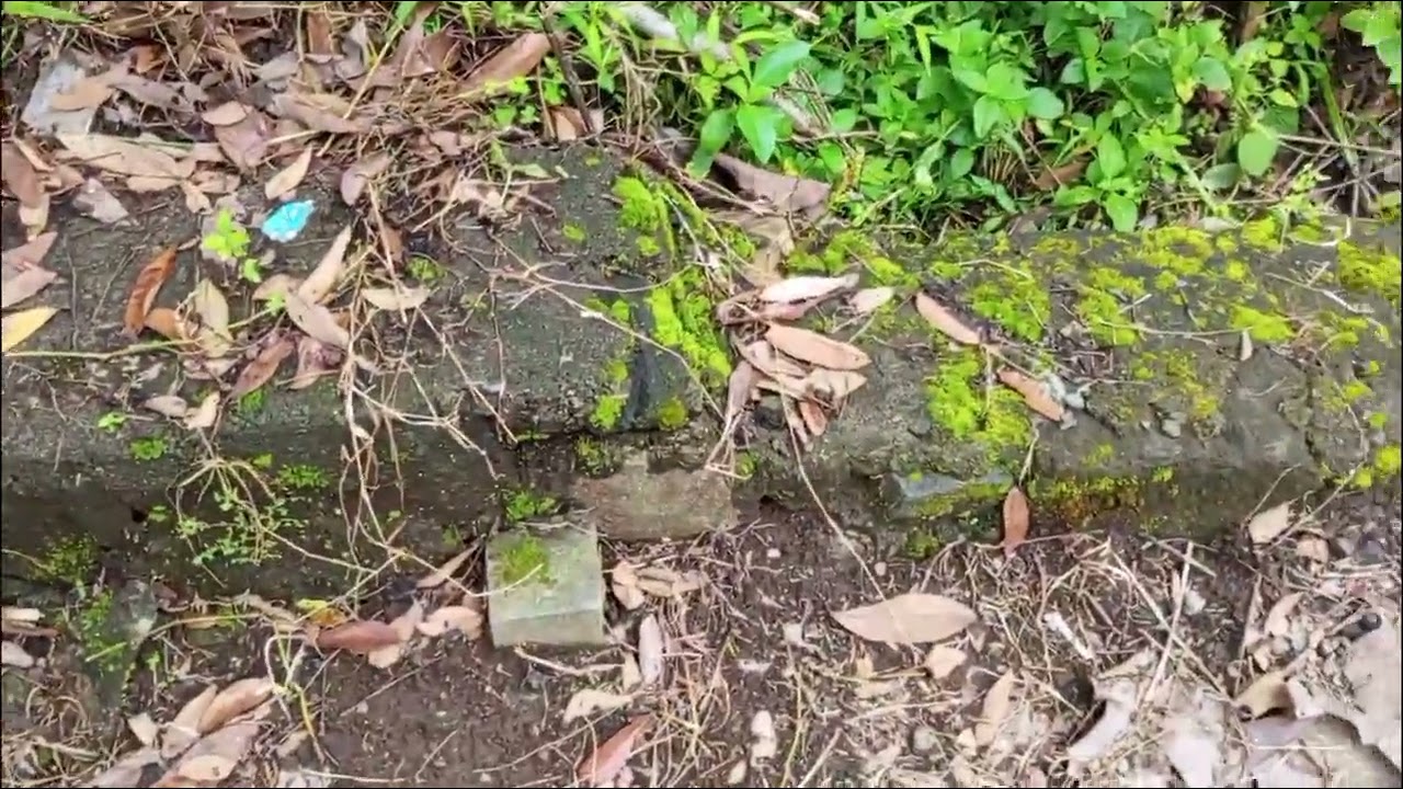 Dijual tanah bagus di jalan Turi - tempel km 03. Selatan SPBU Turi.Donokerto. Turi Sleman.Yogyakarta