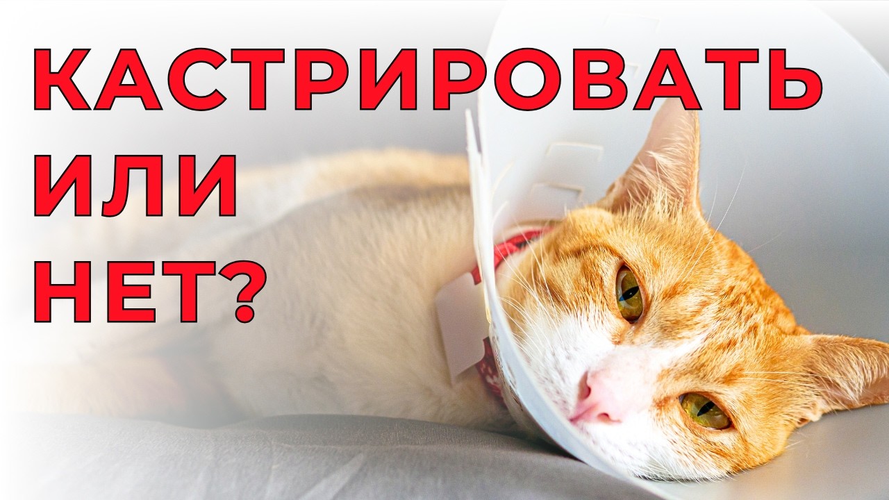 СТЕРИЛИЗАЦИЯ КОШКИ и КАСТРАЦИЯ КОТА - делать или нет? Вся правда без мифов