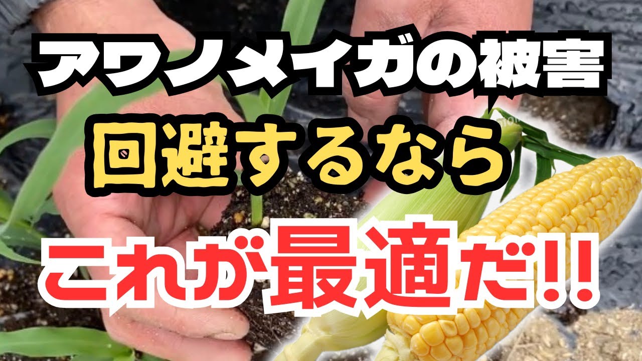 誰よりも早く綺麗な【とうもろこし】収穫するには！！