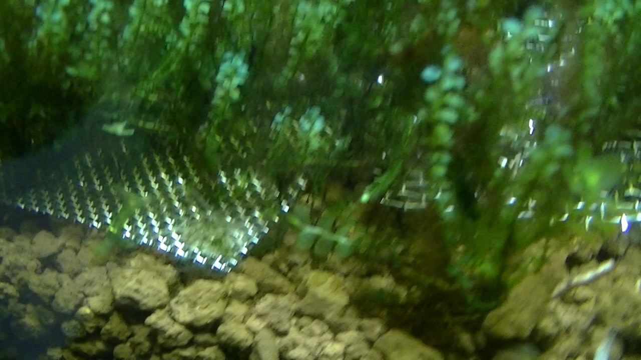 Mini Rose Moss Blepharostoma trichophyllum Review