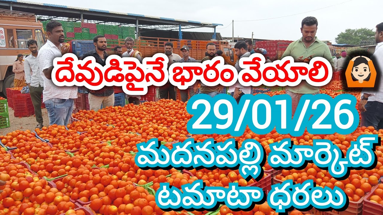 29/01/26 Madanapalle Tomato Market Price Today || Today Tomato Market Rate In Madanapalle 