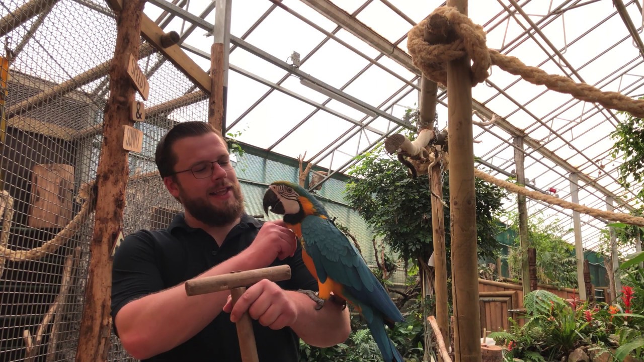 Dierenverzorger Sander vlogt: Speedy en Sunny de Blauwgele ara's