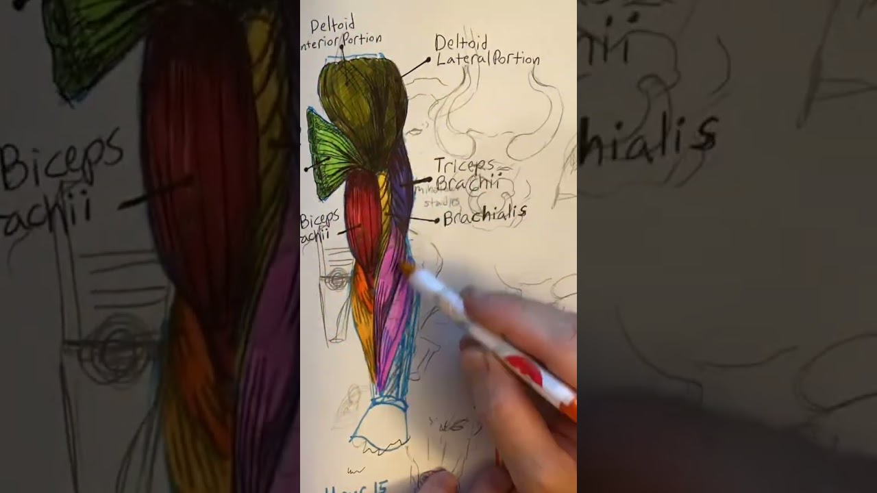 Studying the Anatomy of the Arm 
