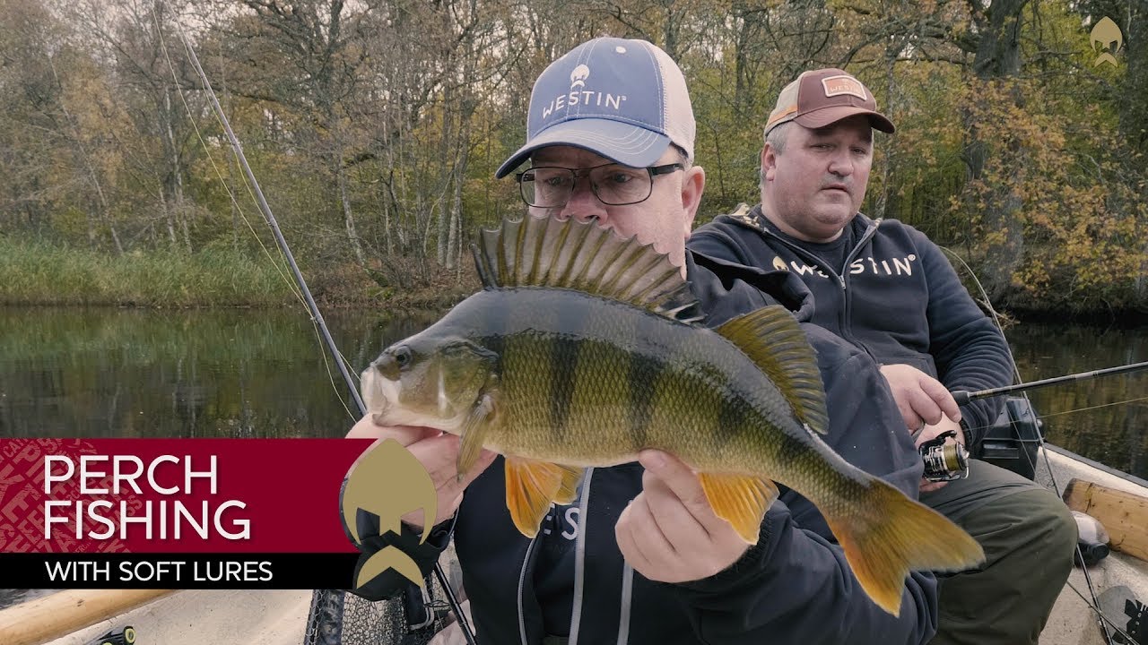 Perch fishing with soft lures - Westin-Fishing