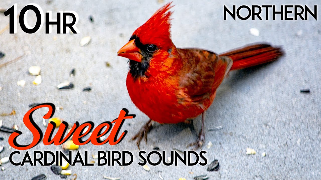 Northern Cardinal Bird Sounds | Northern Cardinal Bird Song | Northern Cardinal Bird Call - 10 Hours