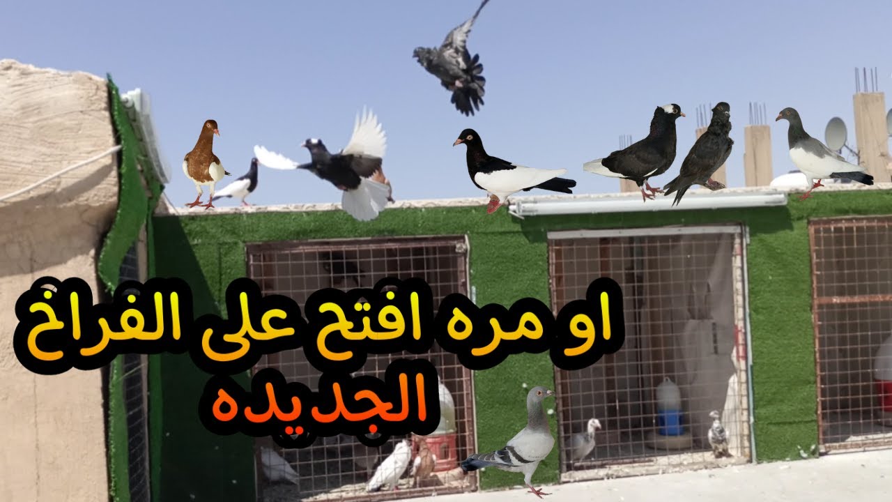 اول مره افتح على الفراخ الجديده  شو صار!!!!!!!
