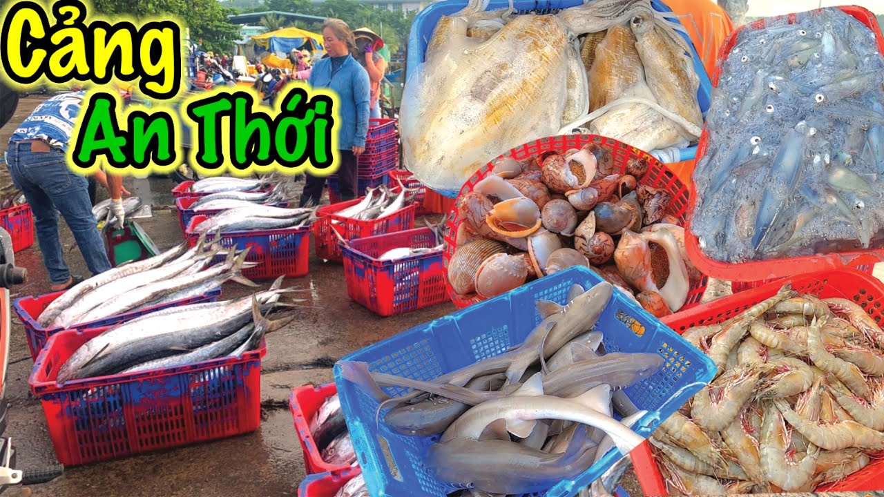 Cảng An Thới Phú Quốc | Ngập Tràn Hải Sản Tươi Sống Về Bờ