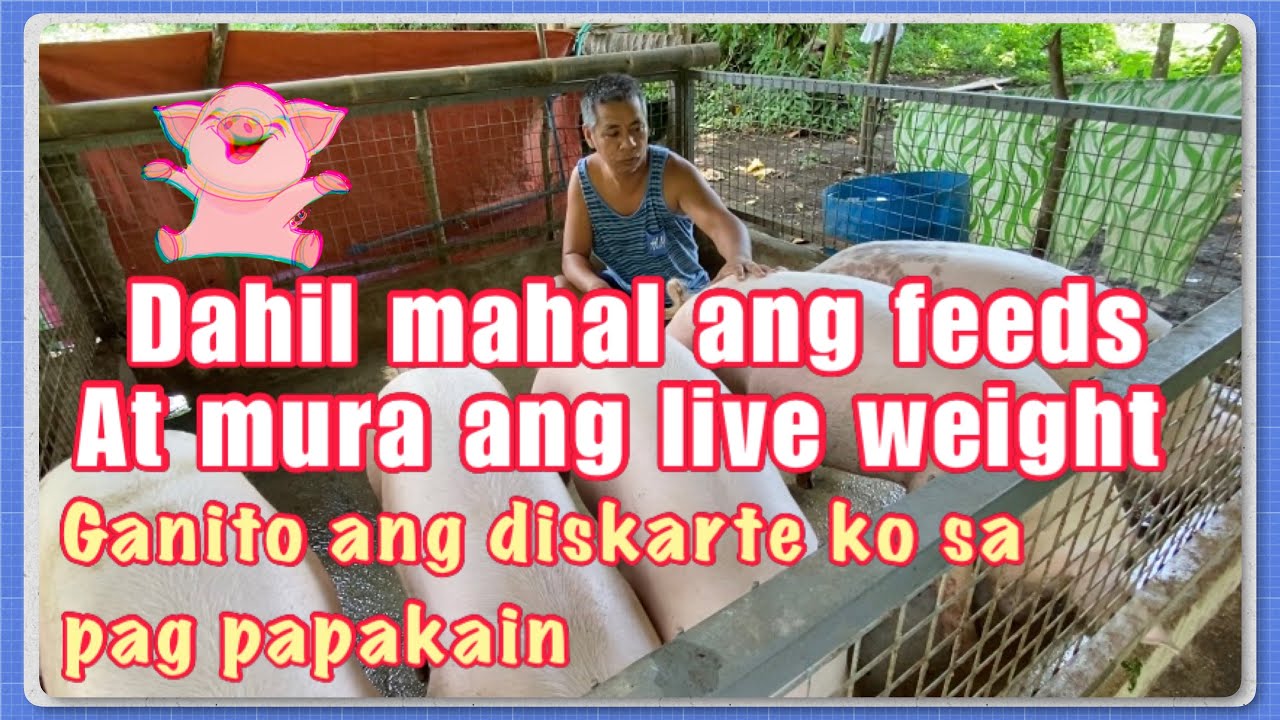 DISKARTE NAMIN SA PAGPAPAKAIN NG BABOY/ MAHAL ANG FEEDS/ MURA ANG LIVE WEIGHT/ BABUYAN SA PROBINSYA