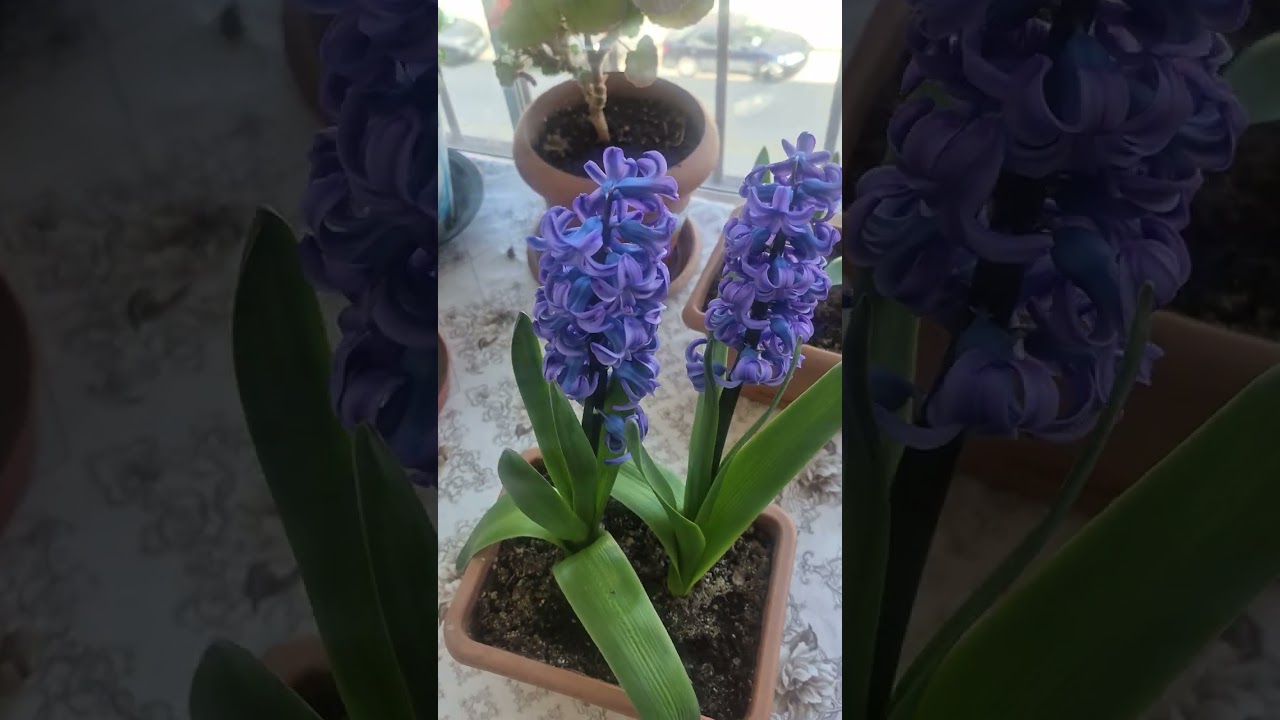 Soğandan Sümbül Yetiştirme ve Bakımı