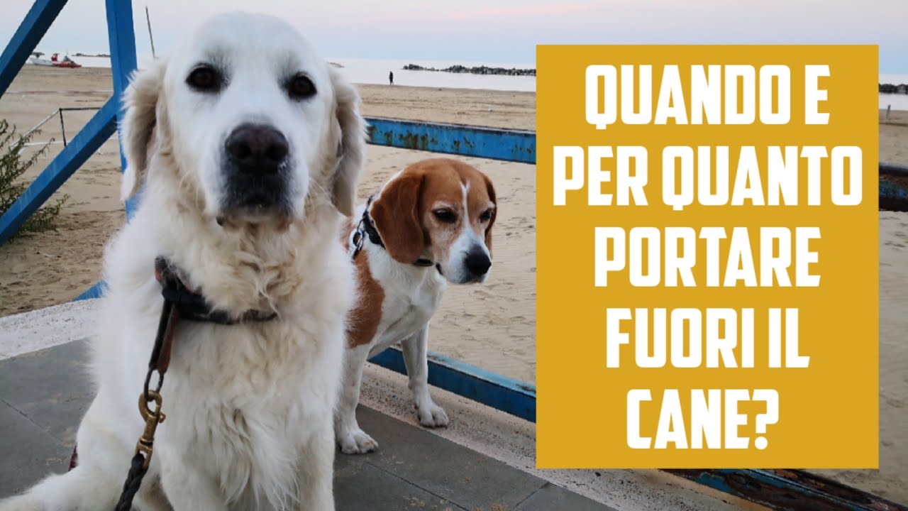 Quando e per quanto portare fuori il cane?
