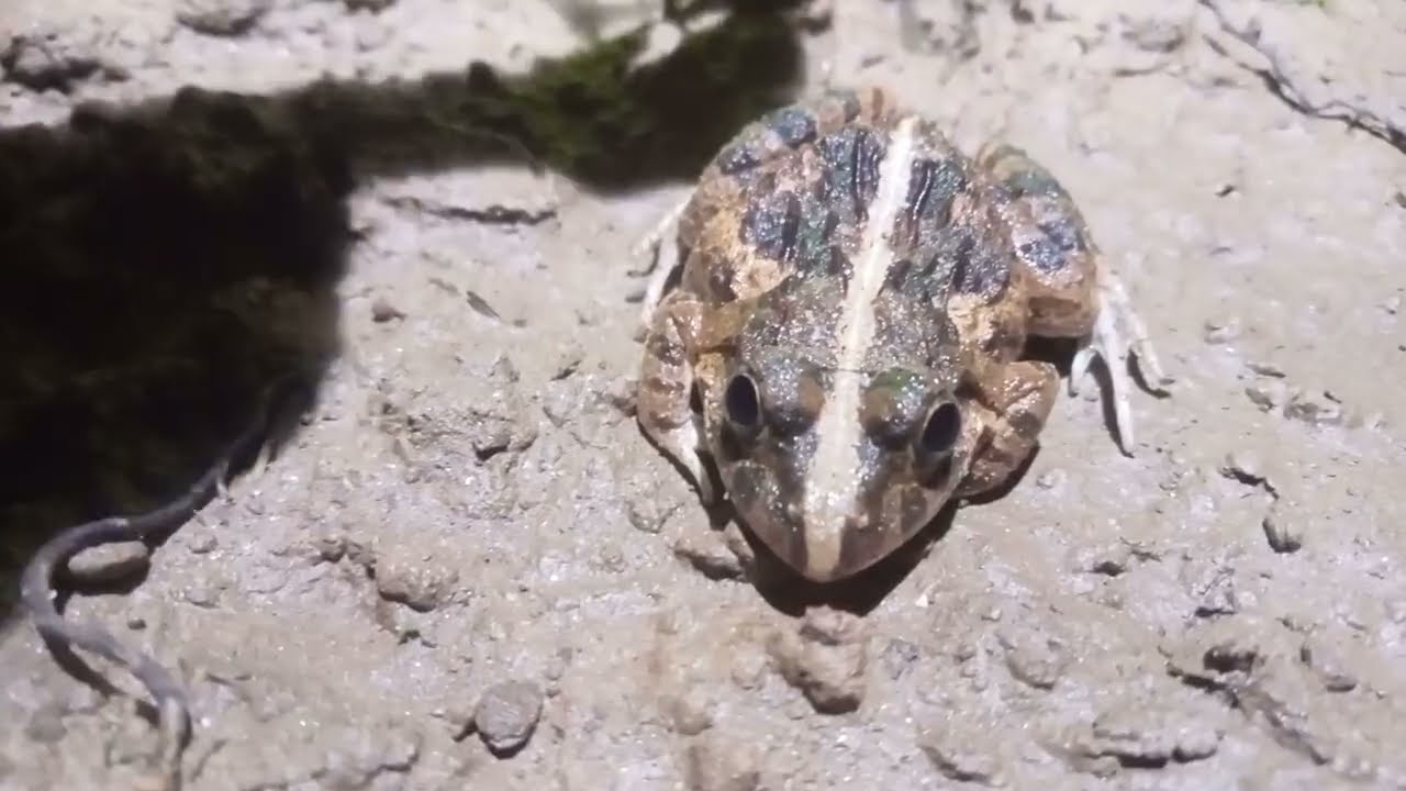 Rice frogs and toads