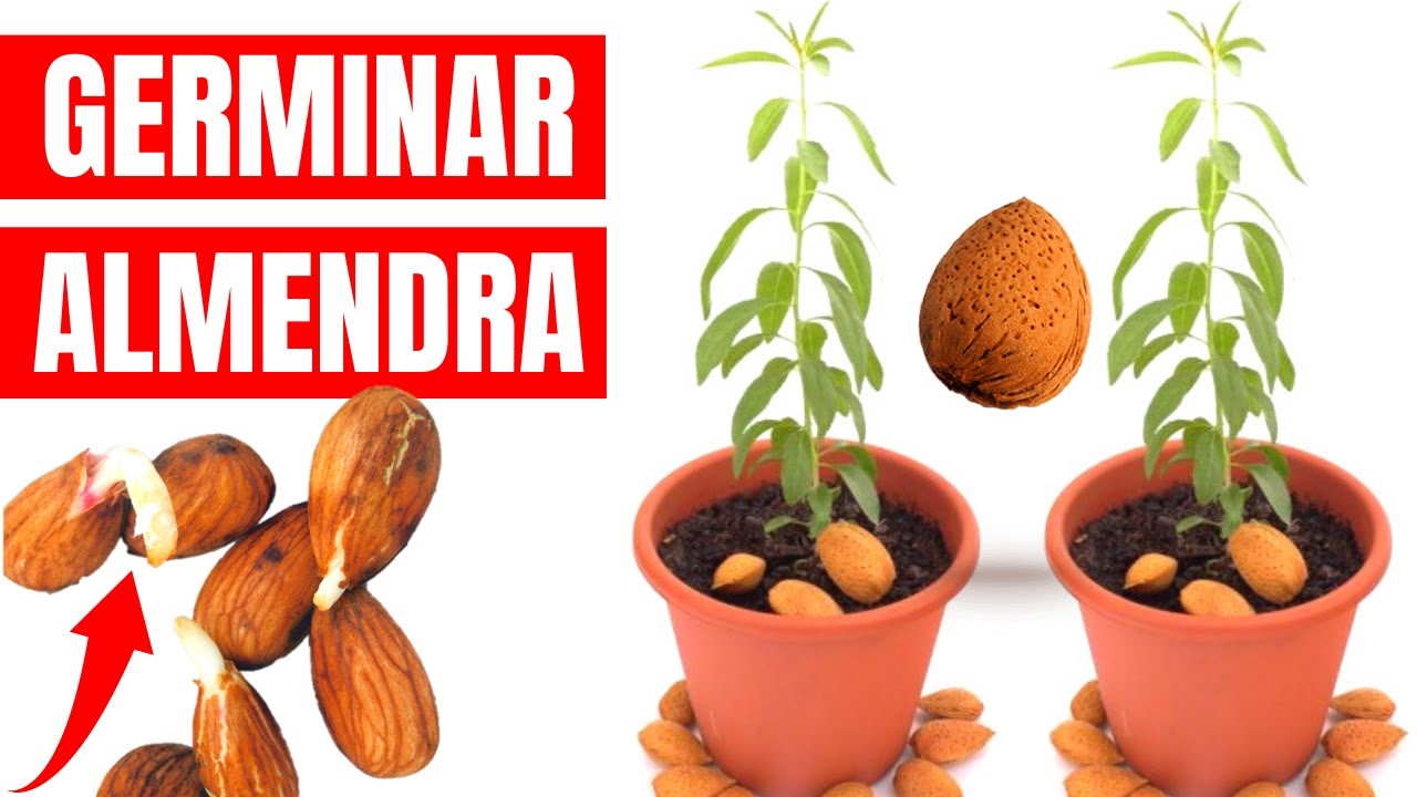 ✅ COMO GERMINAR ALMENDRAS. MÉTODO 100% EFECTIVO Y FÁCIL. ✅ EN POCOS DIAS TU PROPIO ALMENDRO