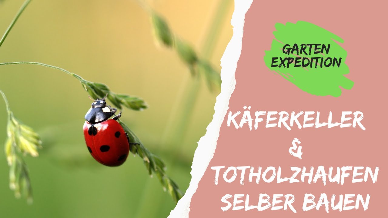 Käferkeller bauen: So einfach schützt du die Artenvielfalt im Garten! -Gartenexpedition #naturgarten