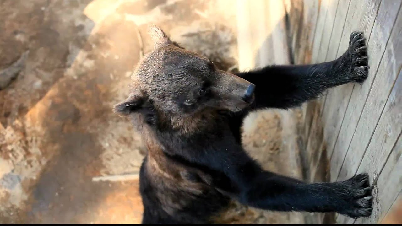Taiga Zoo - Young Bear