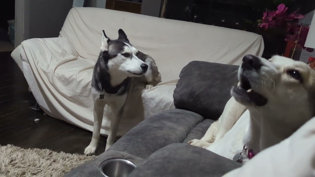 Sylas and Syndra are whiney.