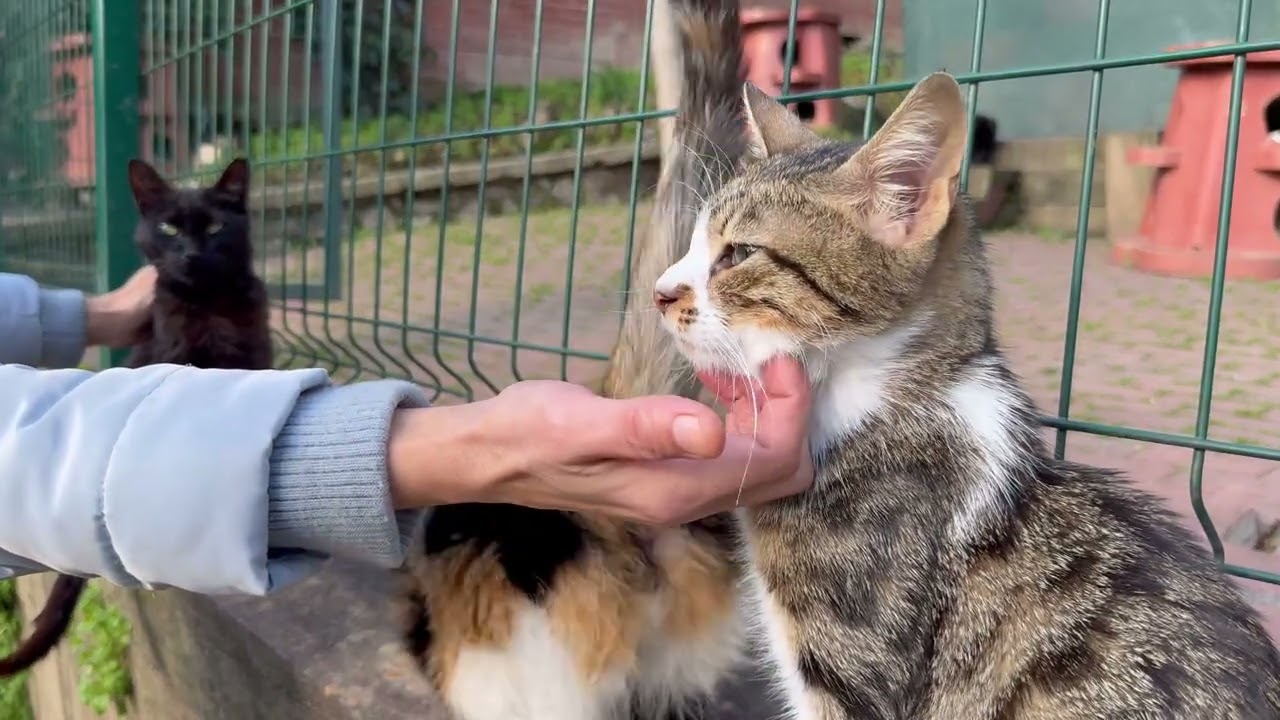Soft Purring & Relaxation: 30-Minute Peaceful Cat Video for Stress Relief