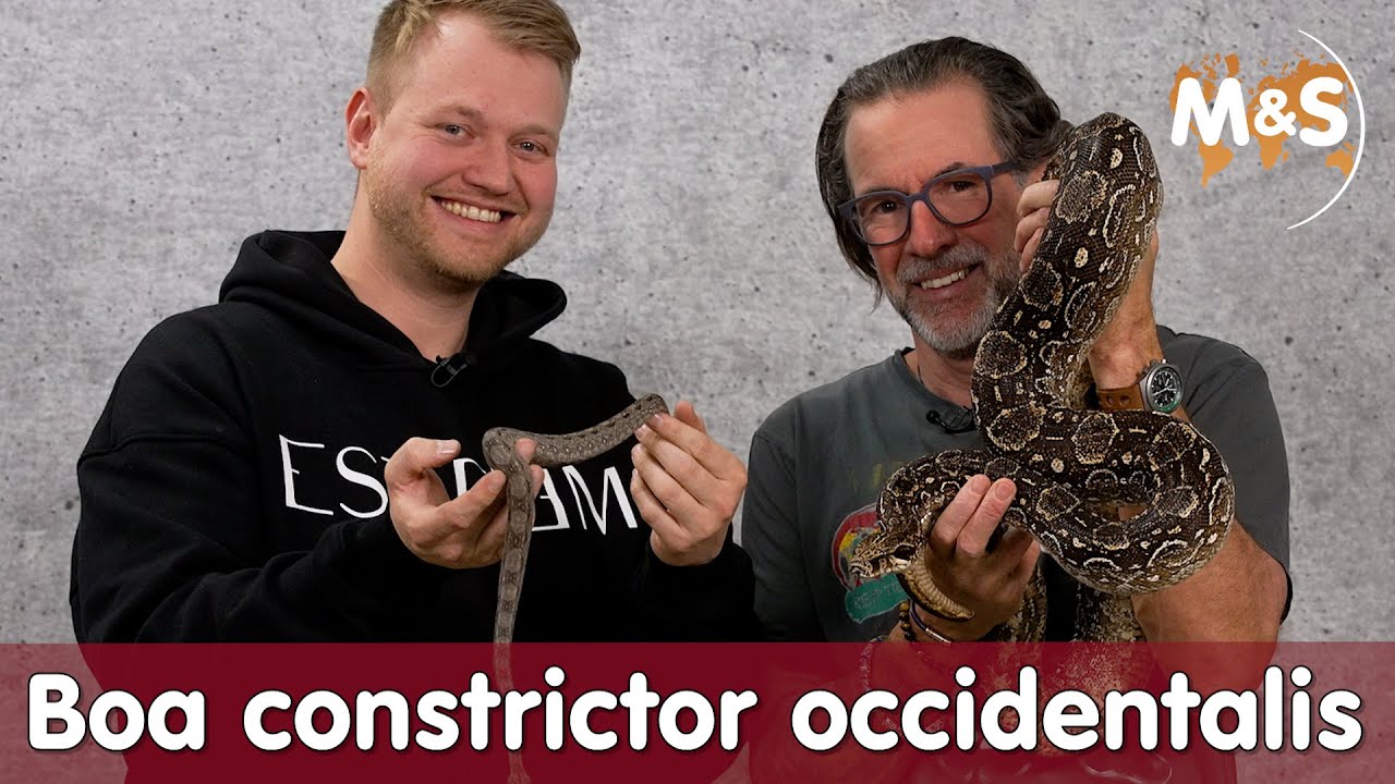 🐍 Boa Constrictor Occidentalis: Ein Essentieller Leitfaden für Züchter und Liebhaber 🌿