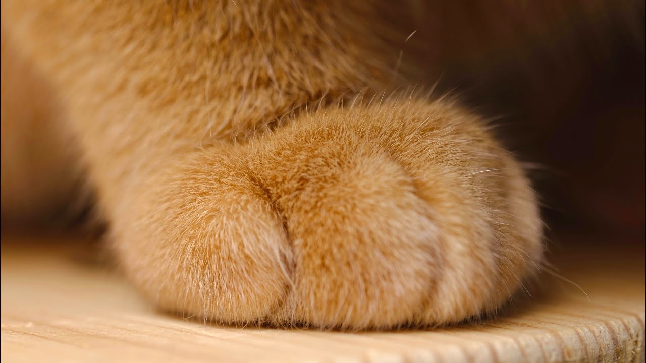Al Stewart - Year of the Cat (Visual Interpretation)