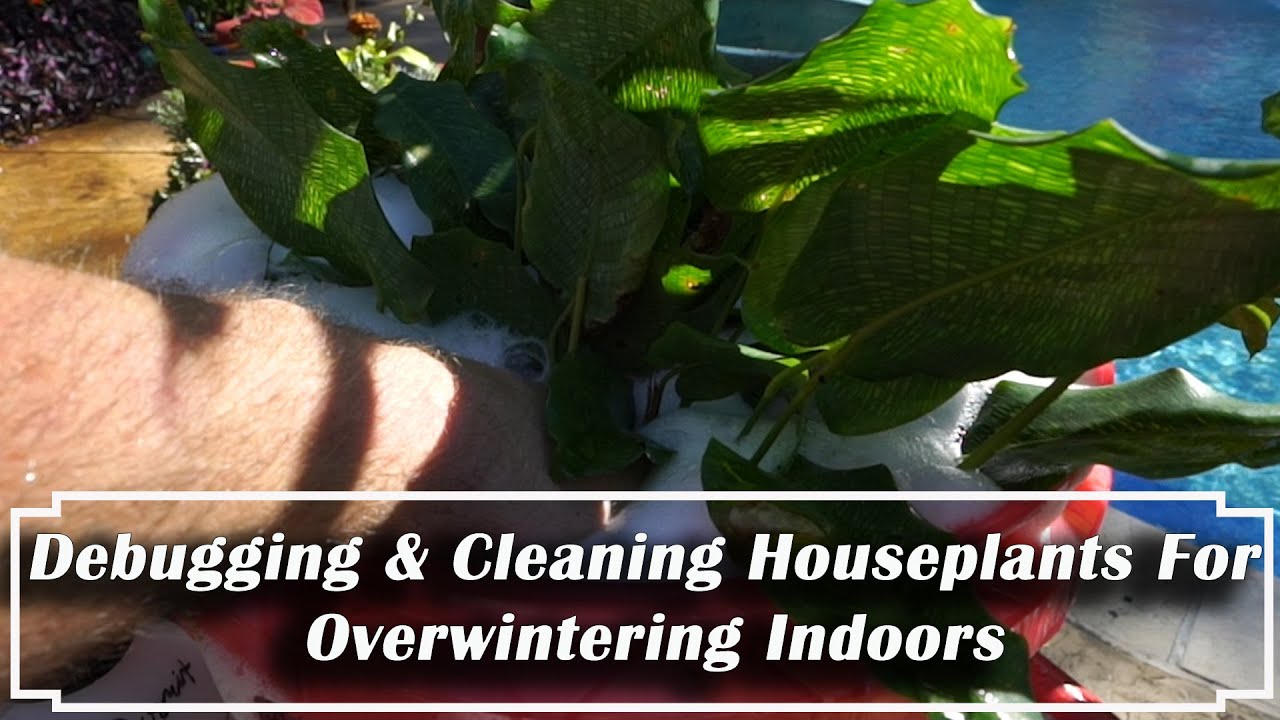 Debugging & Cleaning Houseplants For Overwintering Indoors || Natural & Organic Plant Pest Removal