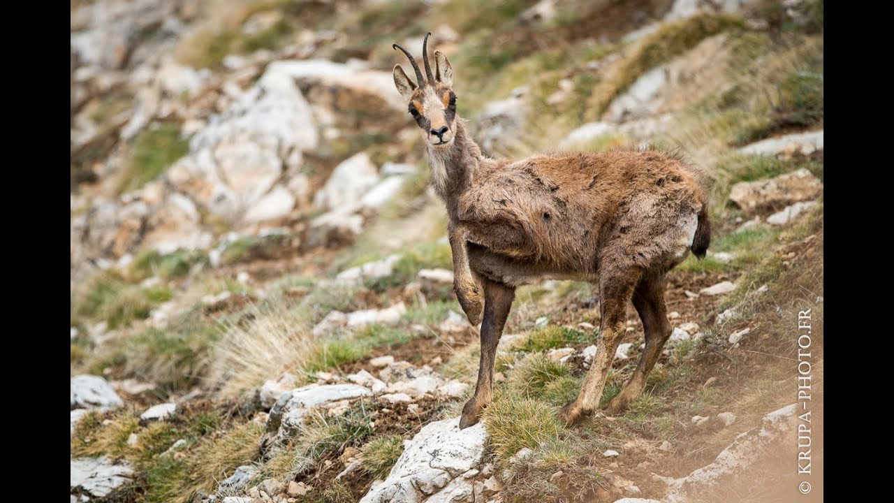 Harde d'isards dans les Pyrénées Orientales