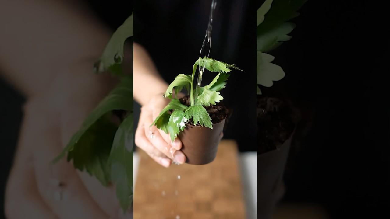 초콜릿 화분 Chocolate Flower Pot