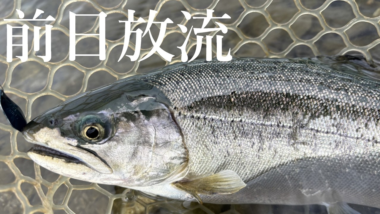 サクラマスの前日放流、いろんな意味でヤバかった・・・【エリアトラウト】【管理釣り場】【鬼怒川フィッシングエリア】