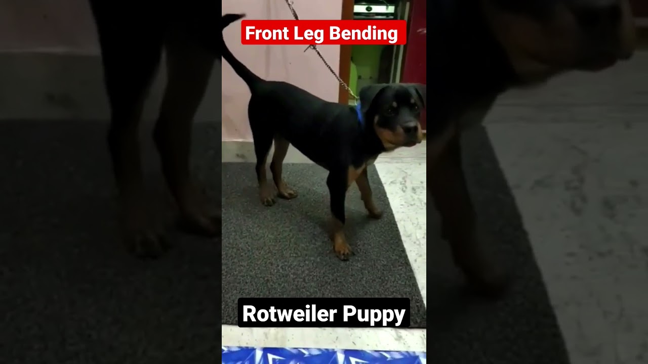 Leg Bending in Puppies