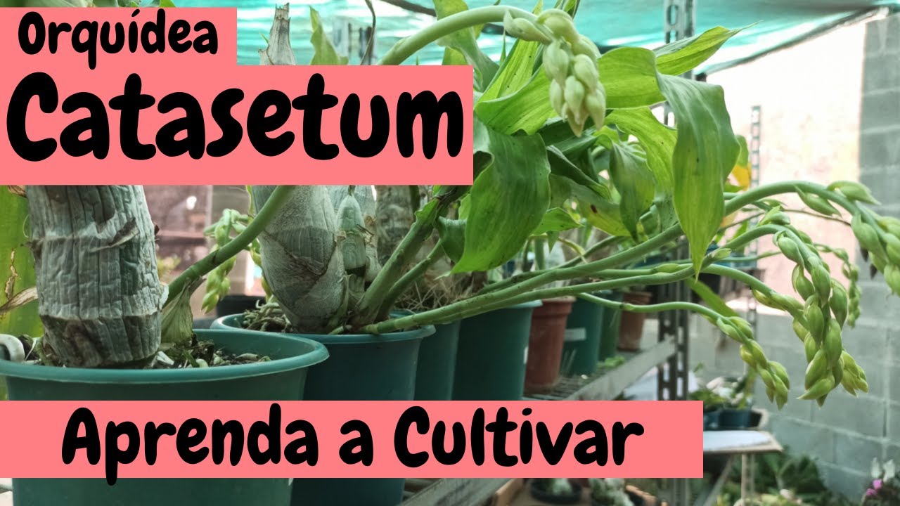 Aprenda TUDO sobre a orquídea Catasetum neste vídeo