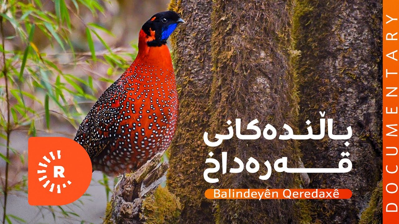 BelgeFilm - Balindeyên Qeredaxê . بەڵگەفیلم - باڵنده‌كانی قه‌ره‌داخ