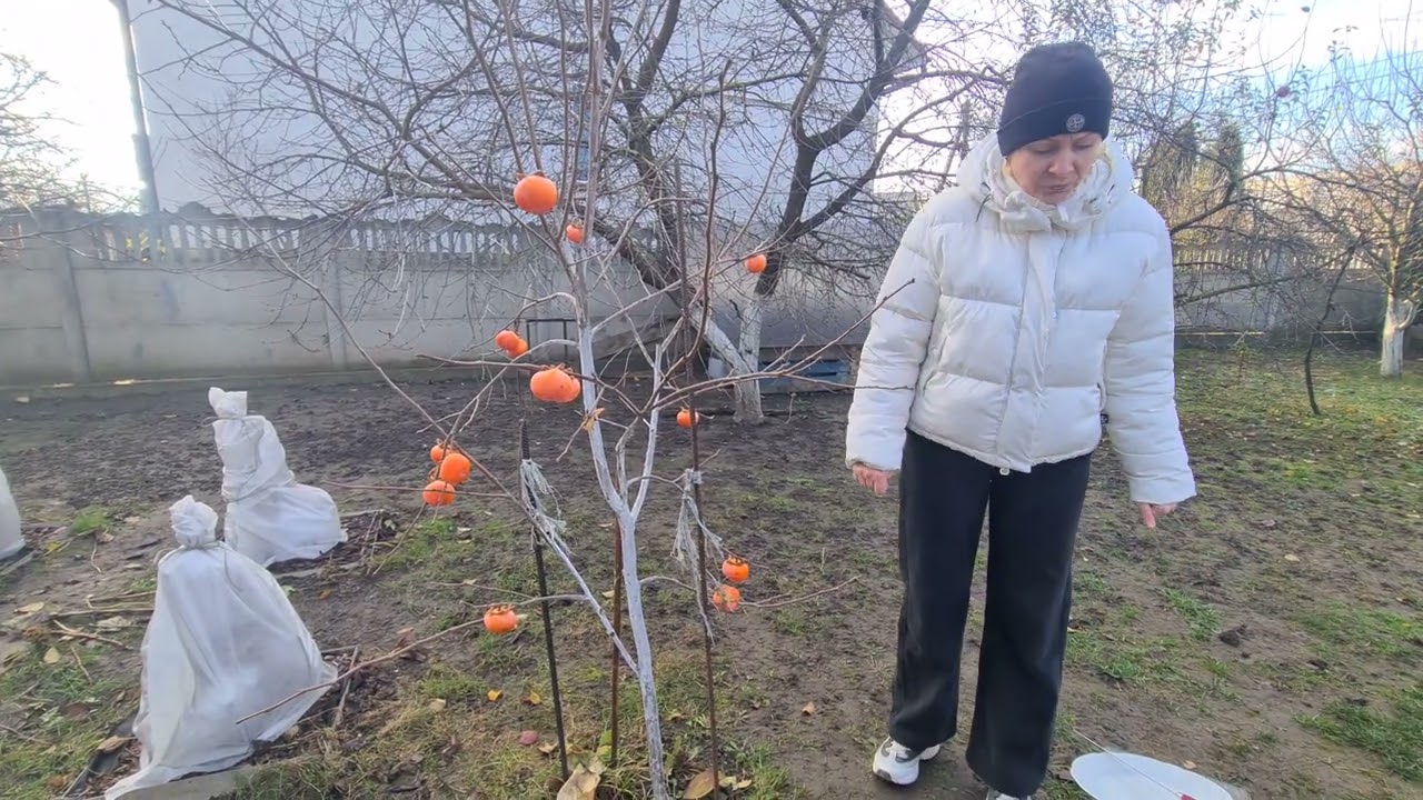 Хурма 