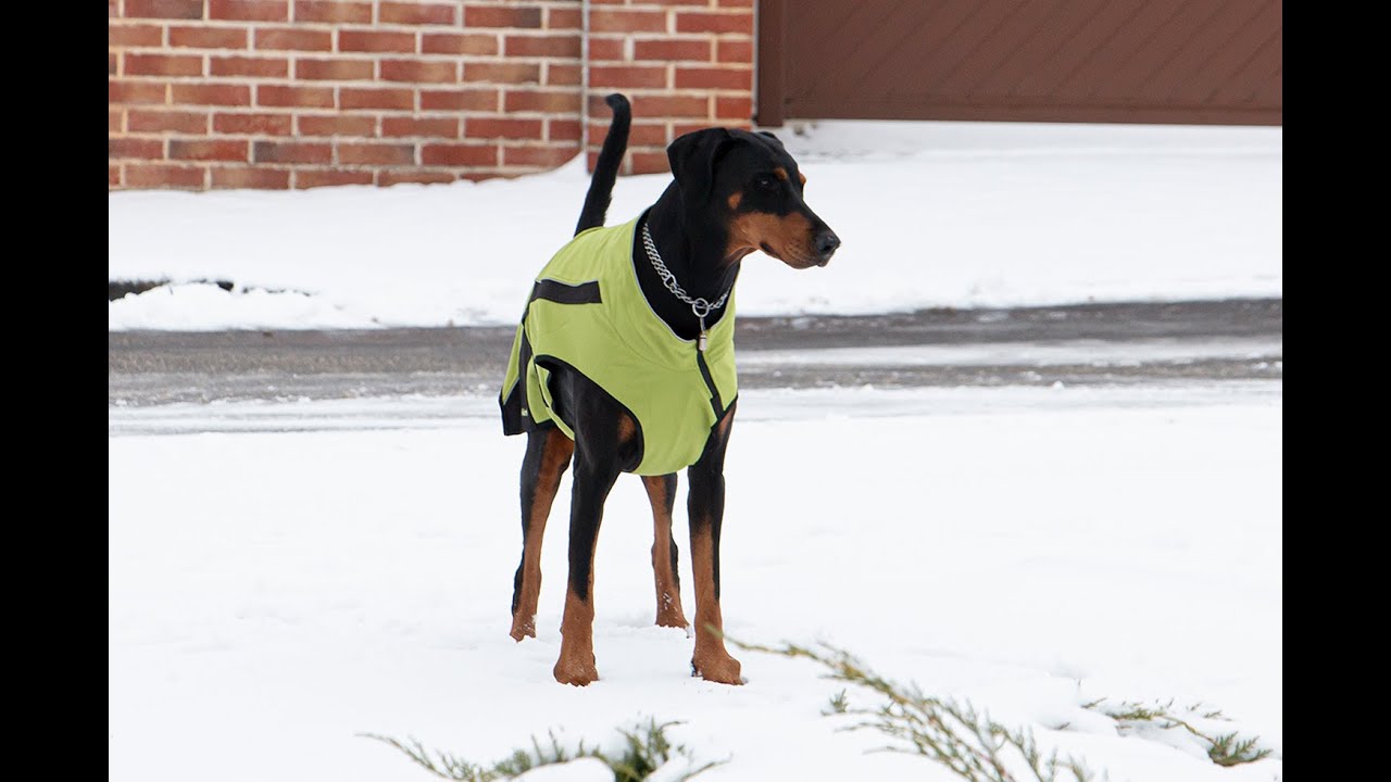 Pixelle dans la neige 6 janv 2026