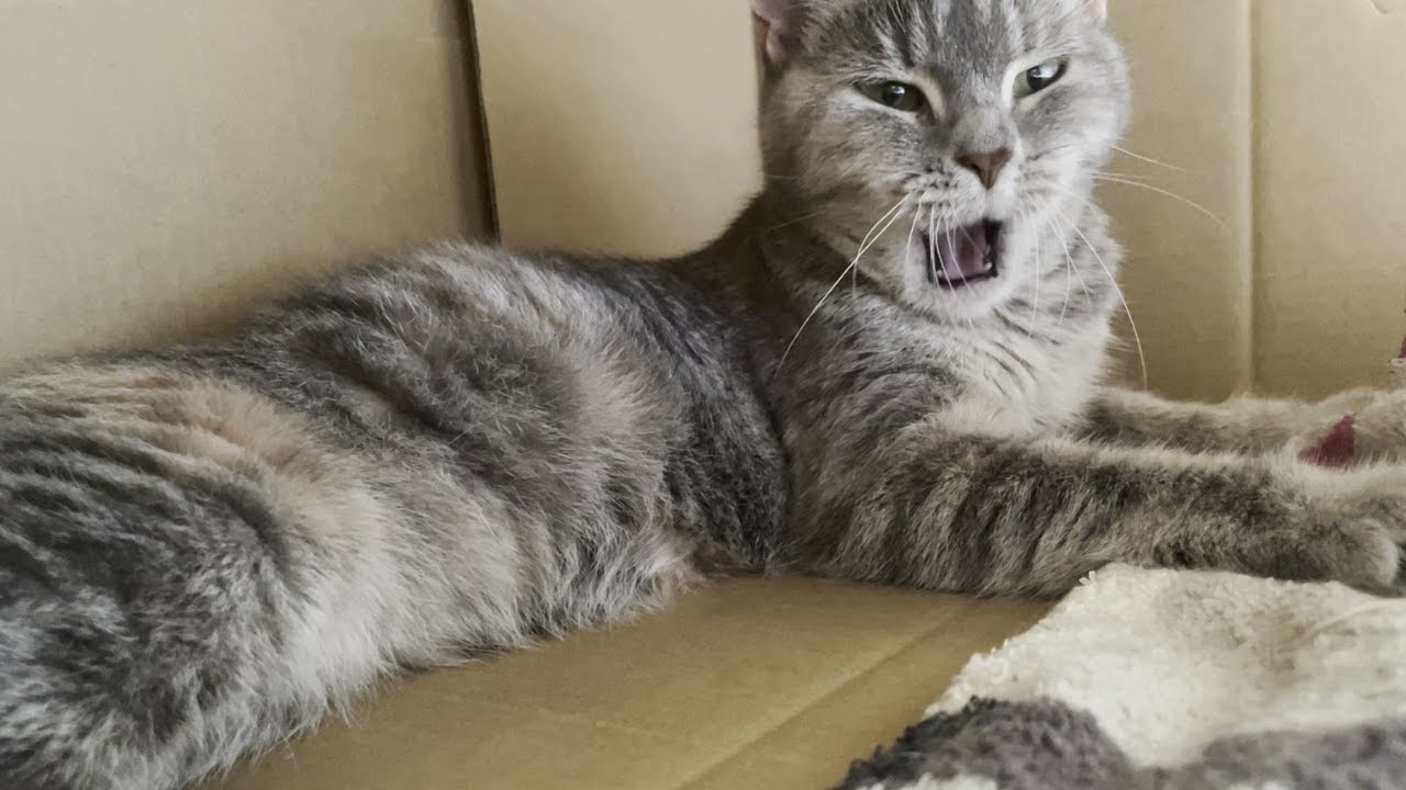 起きてこないので猫の寝室に突撃しました