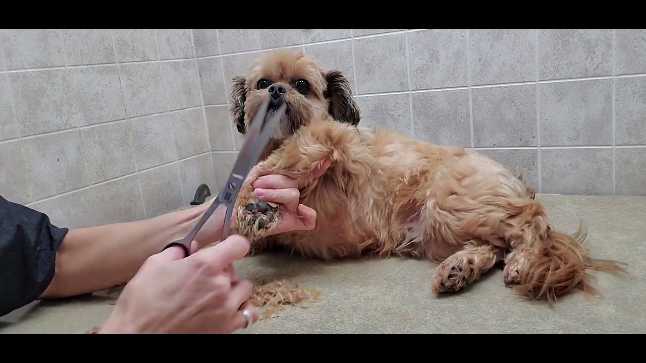 How to groom a Shorkie(Shih-Tzu/Yorkshire Terrier)dog breed, Full groom, fat deposit, dog grooming