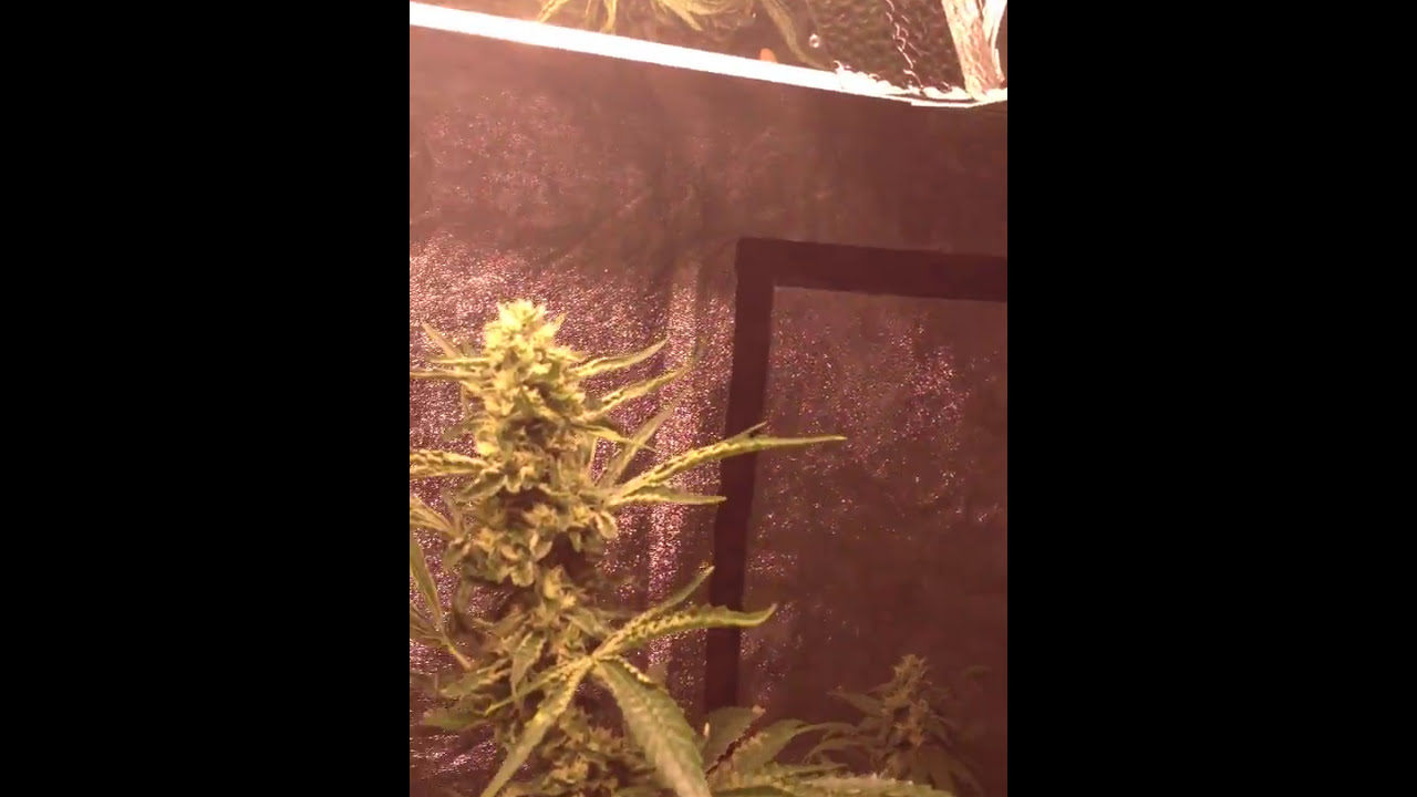 Leeroy OG 35 Days