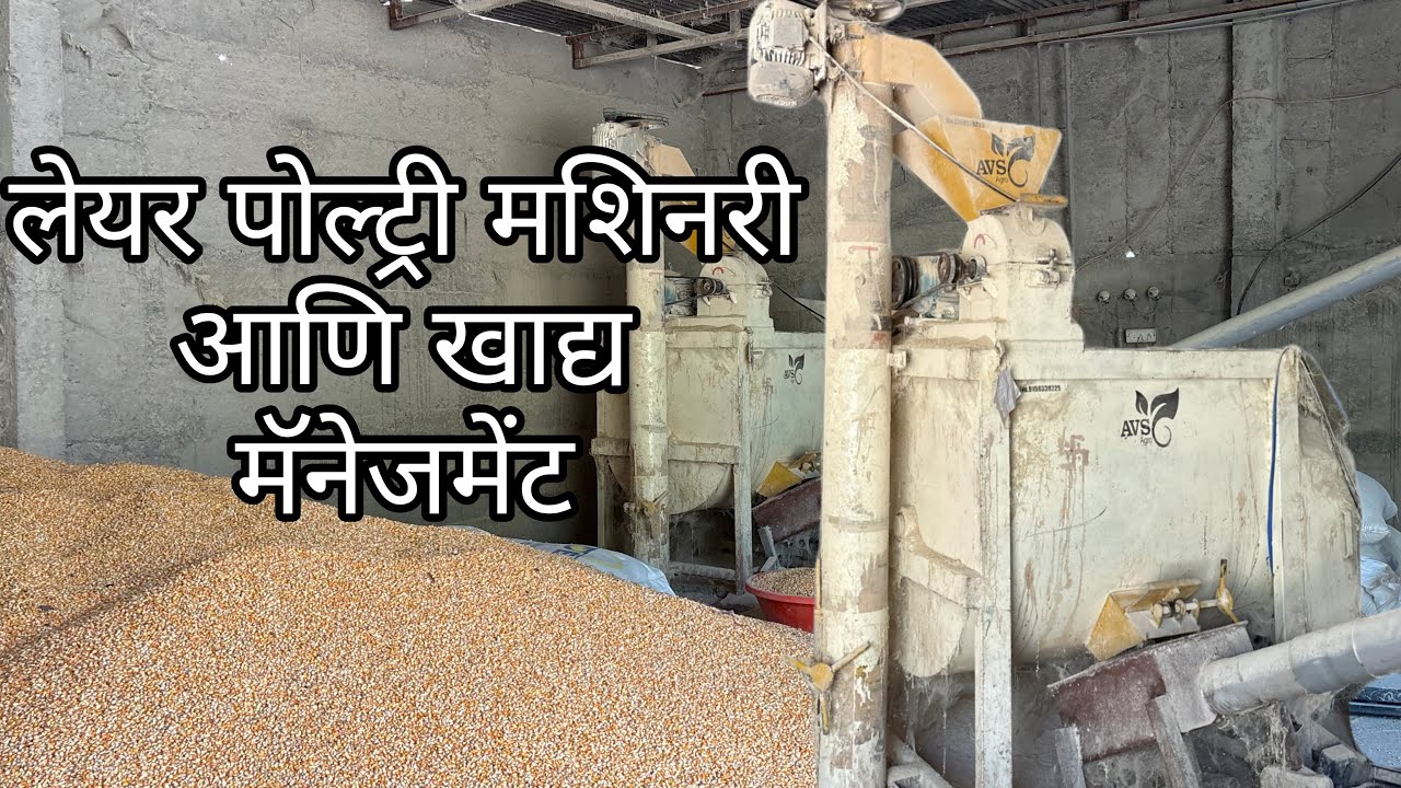 लेयर पोल्ट्री मशिनरी आणि खाद्य मॅनेजमेंट #poultry #farming #trending 