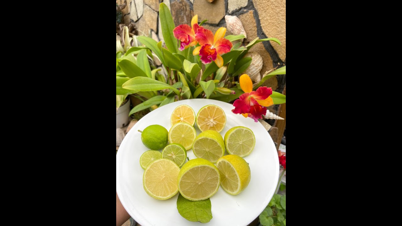 Limette &ndash; Citrus Aurantifolia 