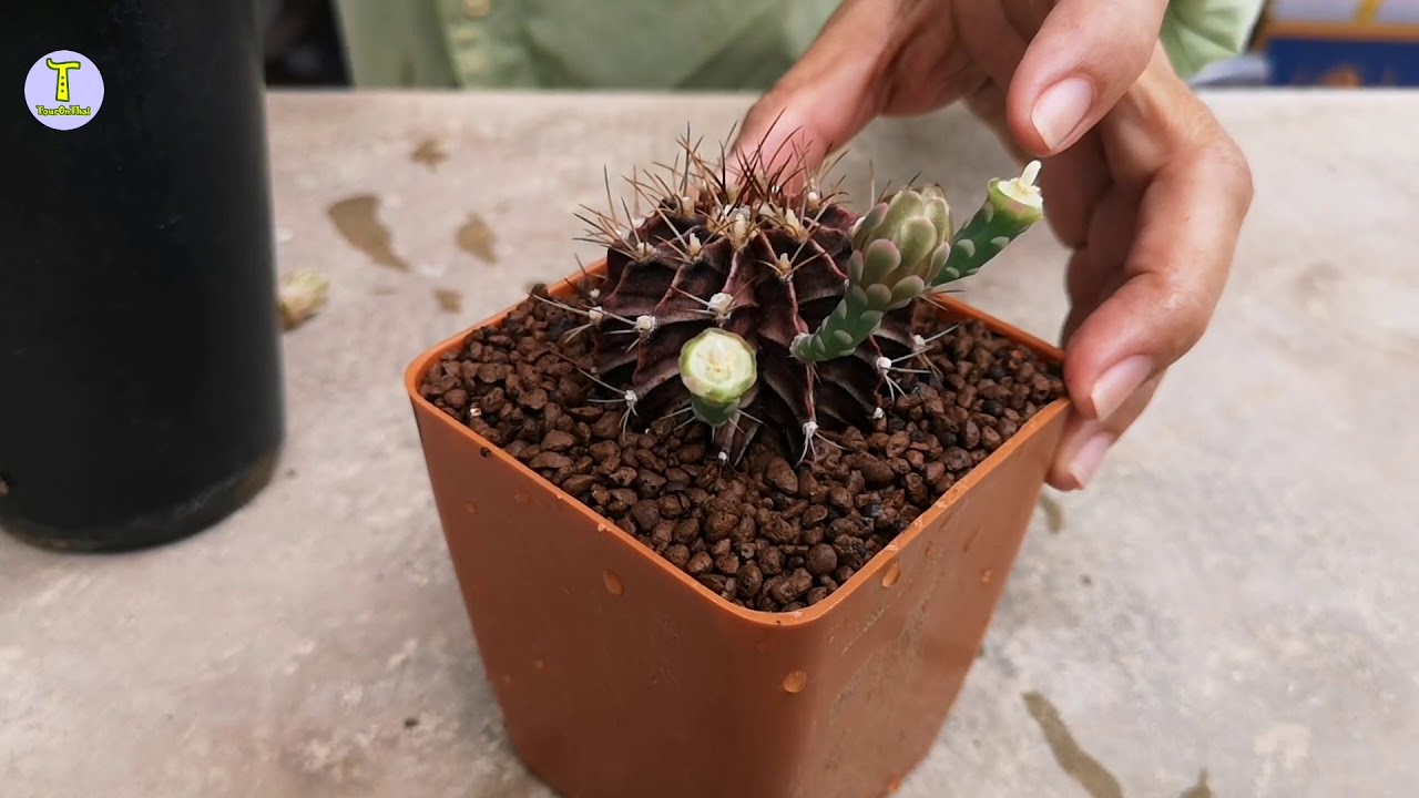 Cactus pollination การผสมเกสรแคคตัสยิมโน (Gymnocalycium) บ้านกระบองเพชรแปดริ้ว สวนลุงแว่น
