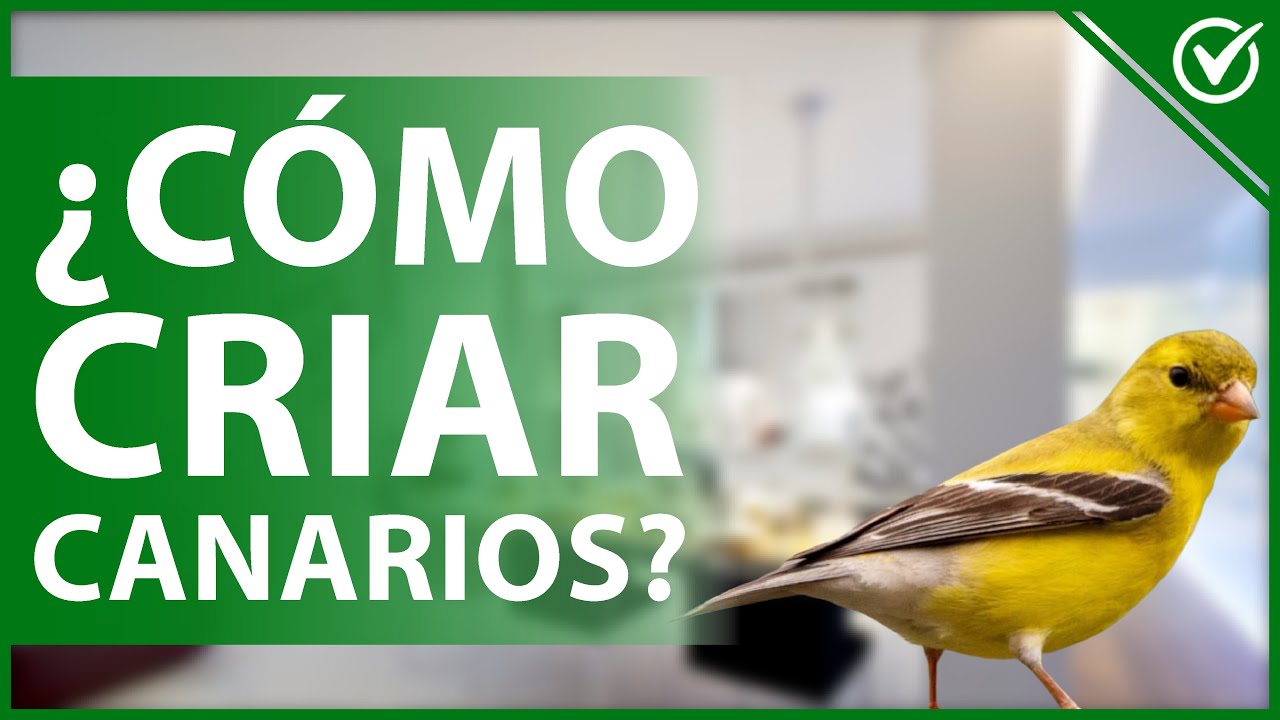 🐤 C&oacute;mo Criar Canarios en Casa Paso a Paso - Gu&iacute;a de crianza 🐤