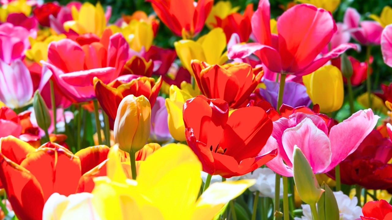 Healing and relaxing music 🌸 Reduces stress and anxiety and restores inner peace.