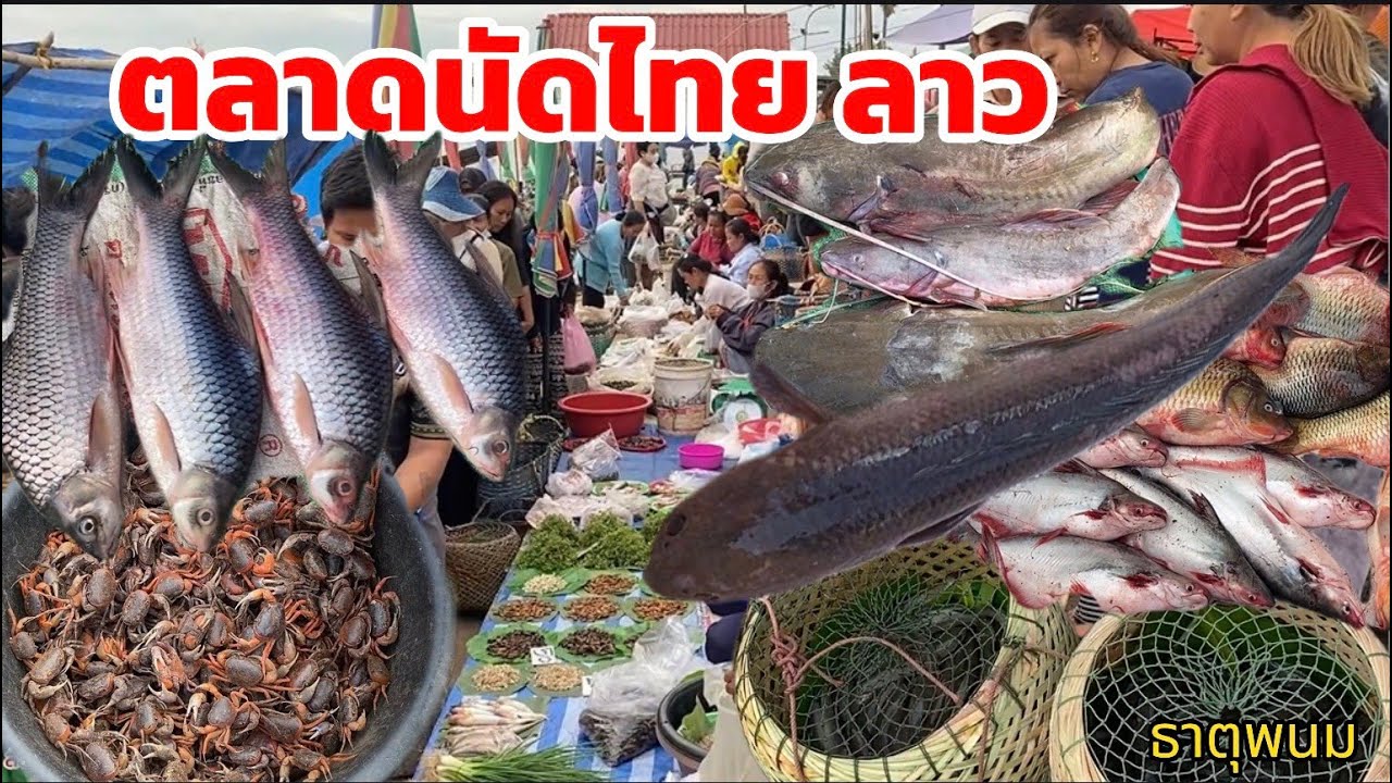 ตลาดนัดไทยลาว 11 ธค 68 ปลาค่อนา ปลาดุกนา ปูแดง ของขายหลายมื้อนี้ #ตลาดนัดไทยลาว #ตลาดลาว