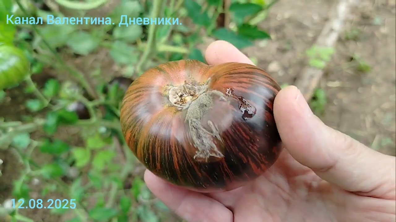 424. Мятежный звездный истребитель. Обзор сорта томата, который выращивала этим летом. 